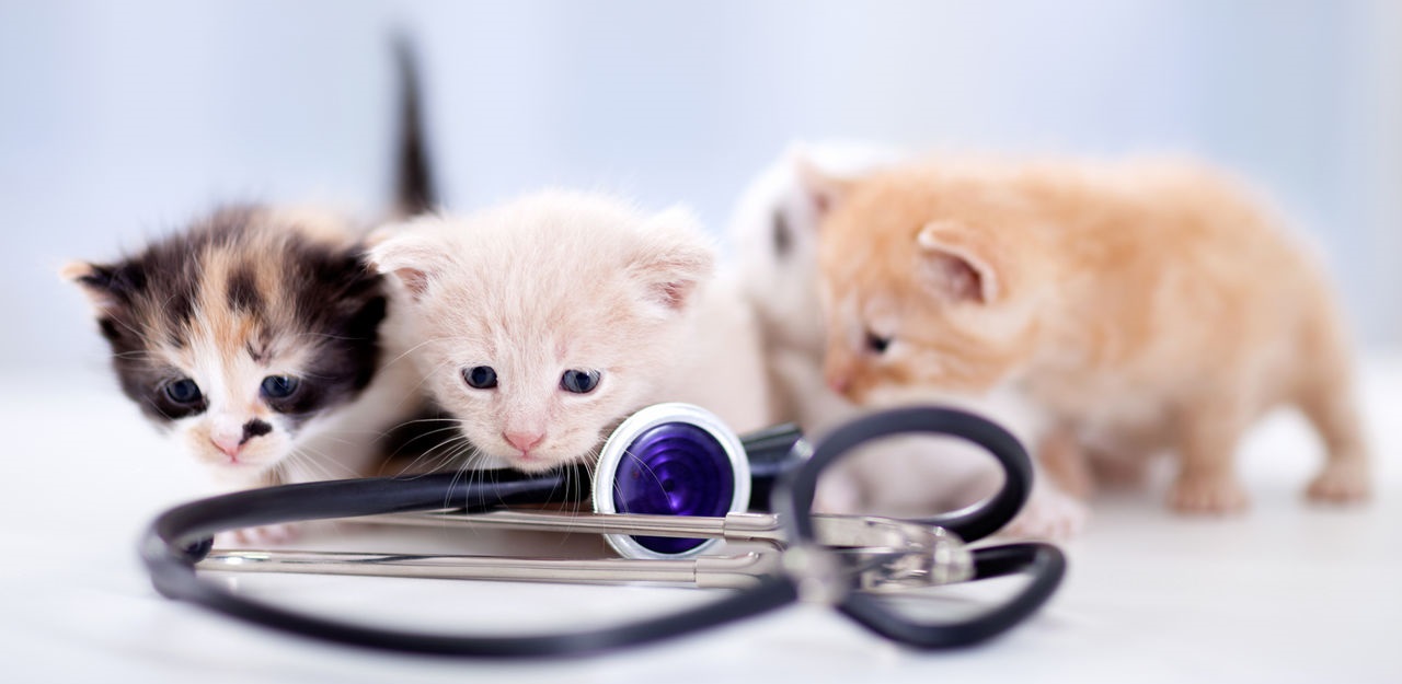 Вызов ветеринара на дом для лечения кошек в Санкт-Петербурге и ЛО