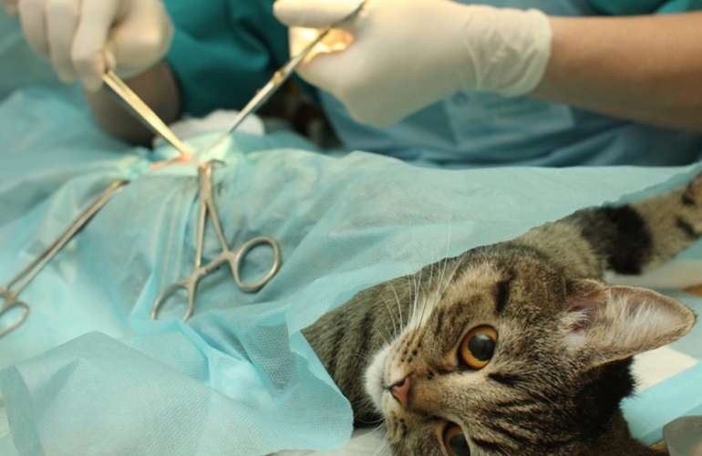 Стерилизация кошки на дому vet24.spb.ru