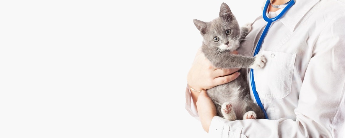 Прививки для кошек на дому спб
