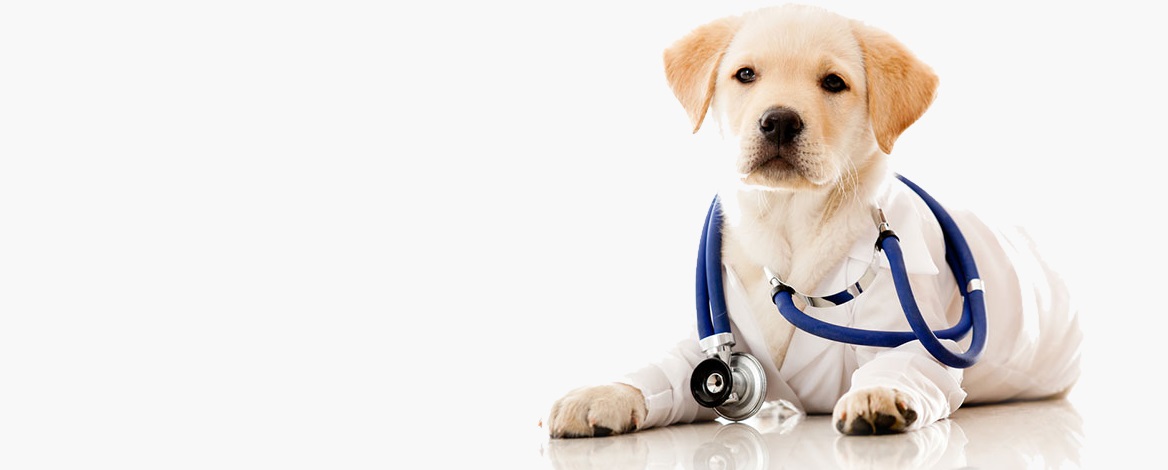 Акция по спб прививки собакам