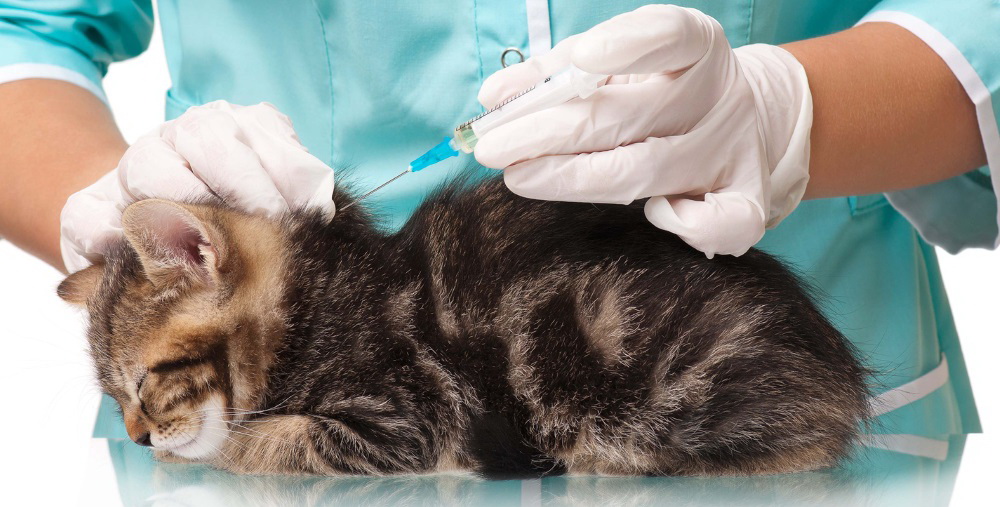 Прививки для кошек на дому спб