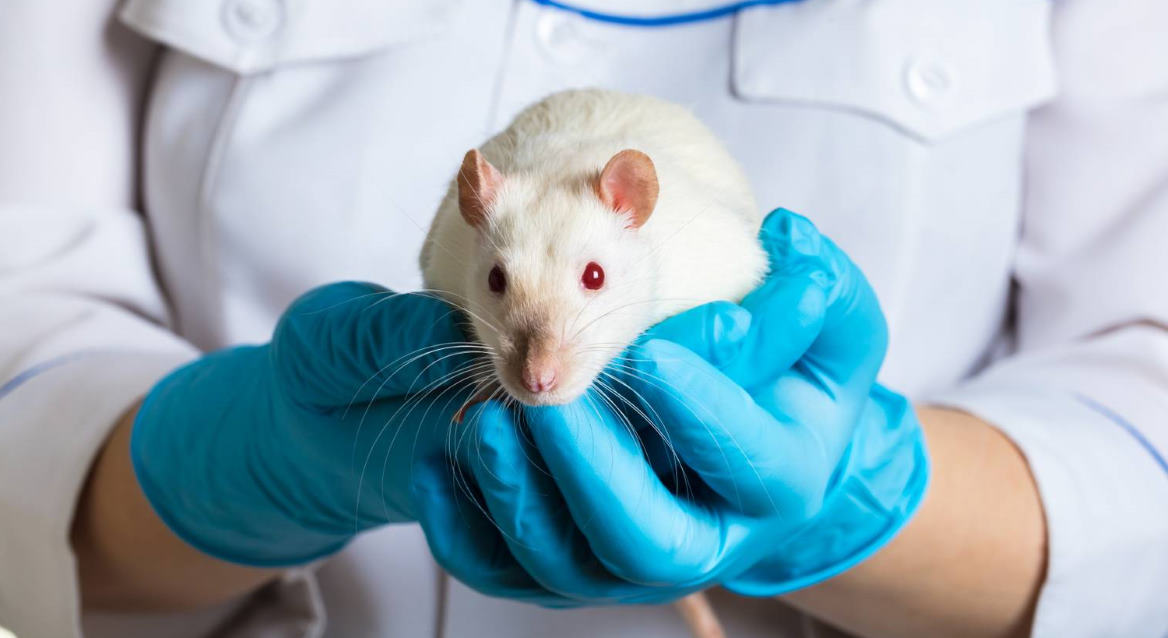 Лечение крыс на дому и в клинике - дипломированные ратологи!