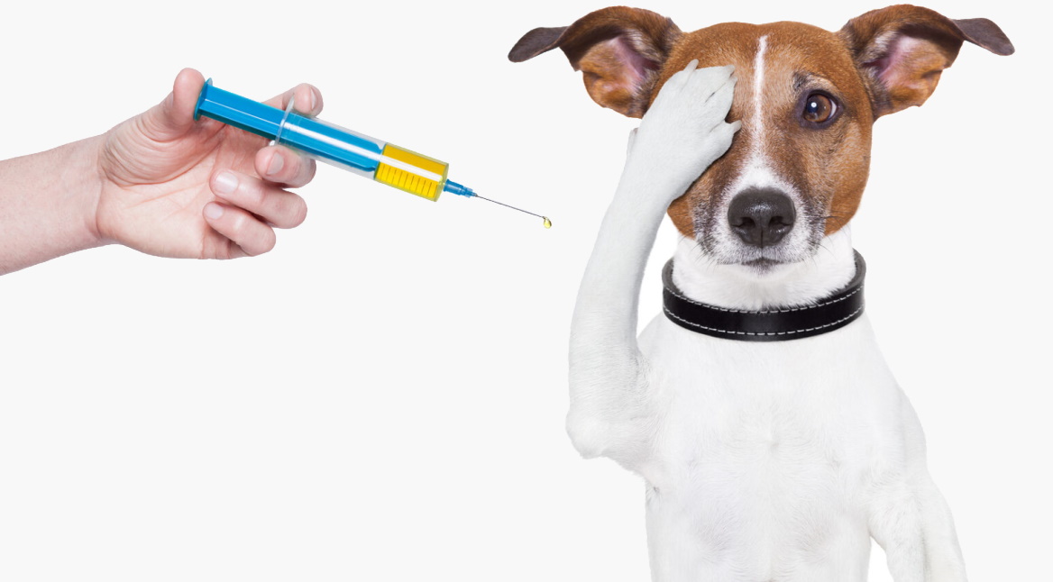 Вакцинация собак и щенков на дому в Санкт-Петербурге и ЛО 